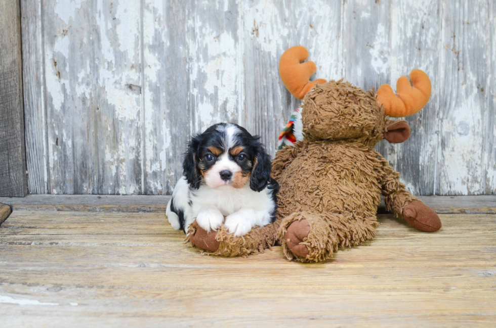 Best Cavalier King Charles Spaniel Baby