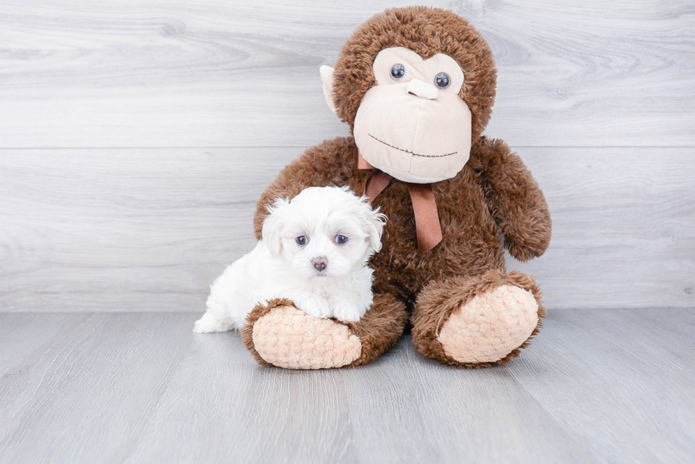 Cute Maltipoo Baby