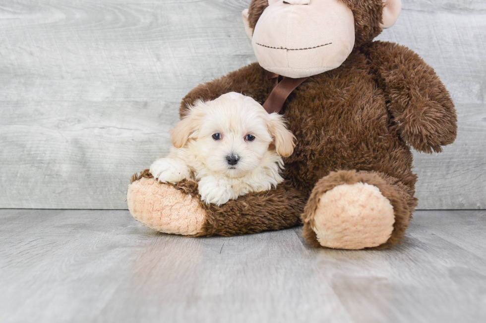 Maltipoo Pup Being Cute