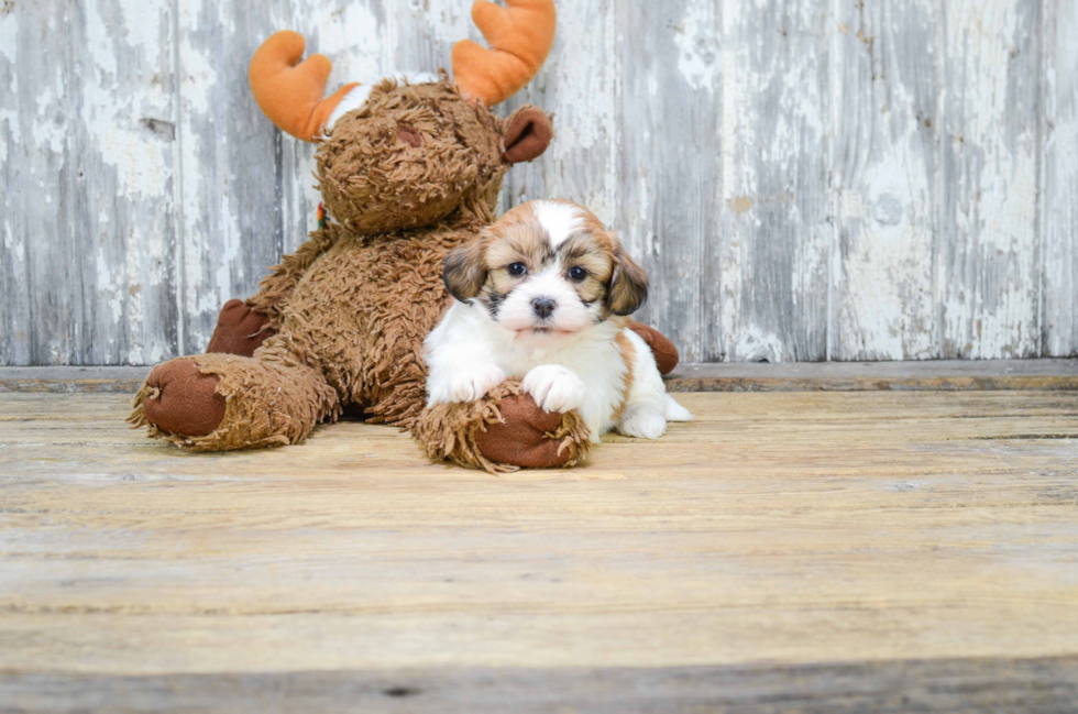 Smart Teddy Bear Designer Pup