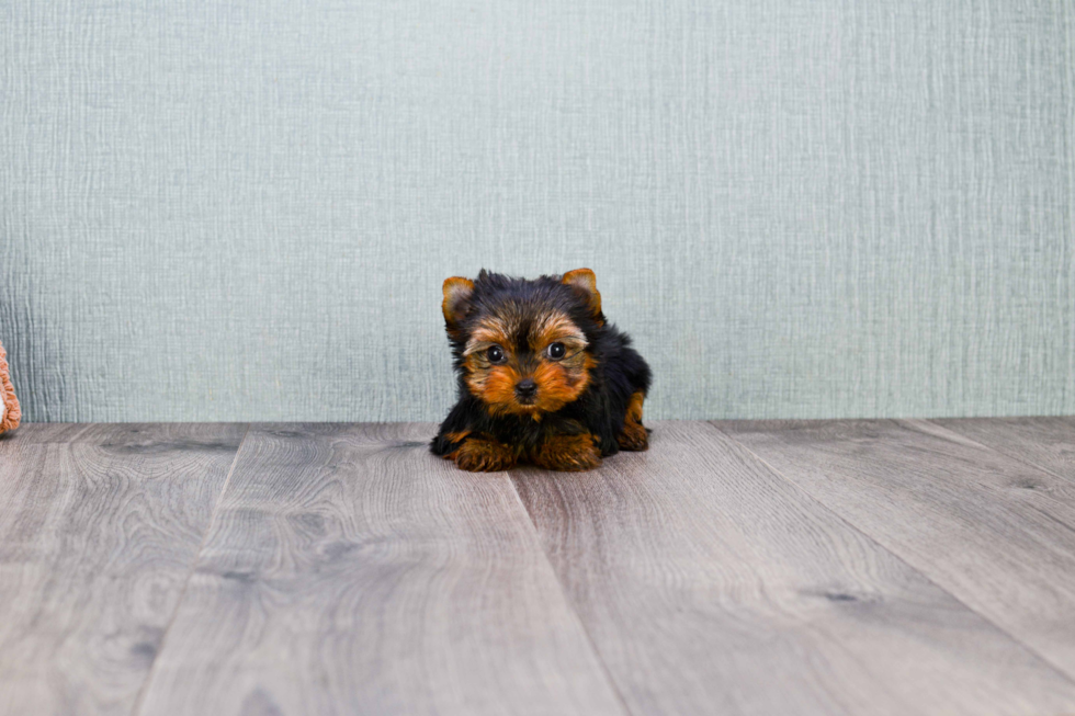 Meet Nugget - our Yorkshire Terrier Puppy Photo 