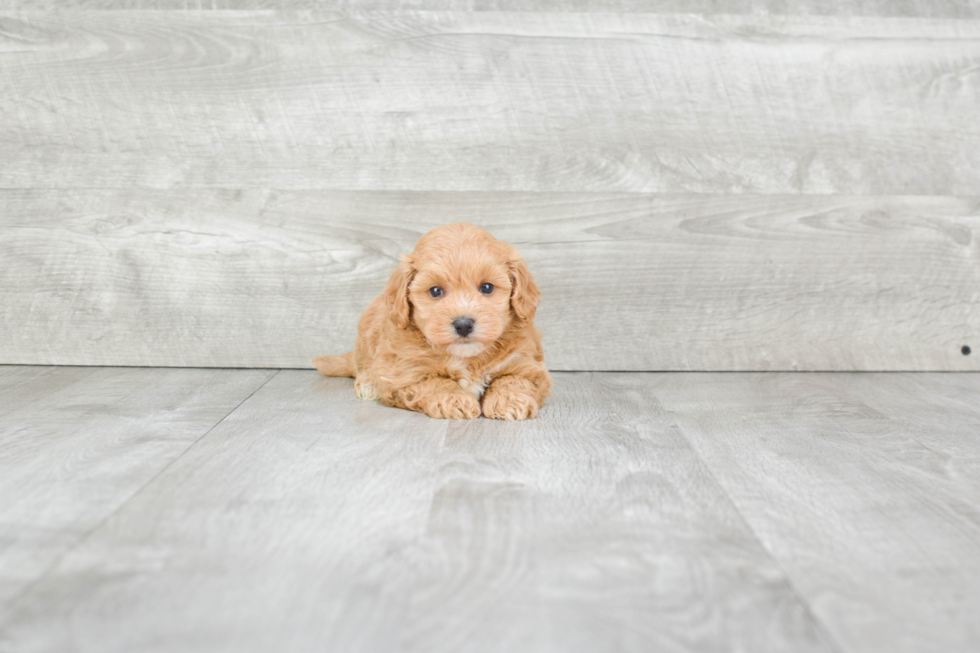 Maltipoo Puppy for Adoption