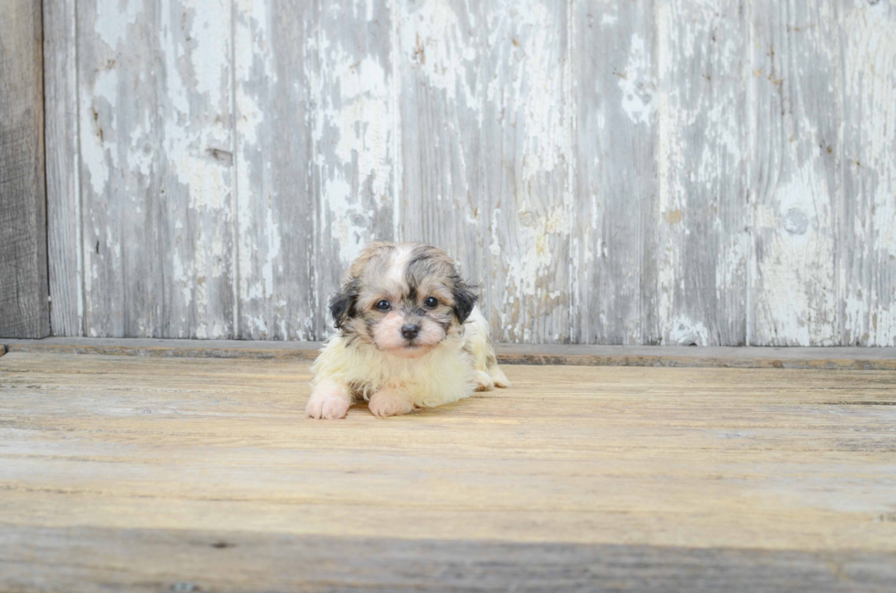 Teddy Bear Pup Being Cute