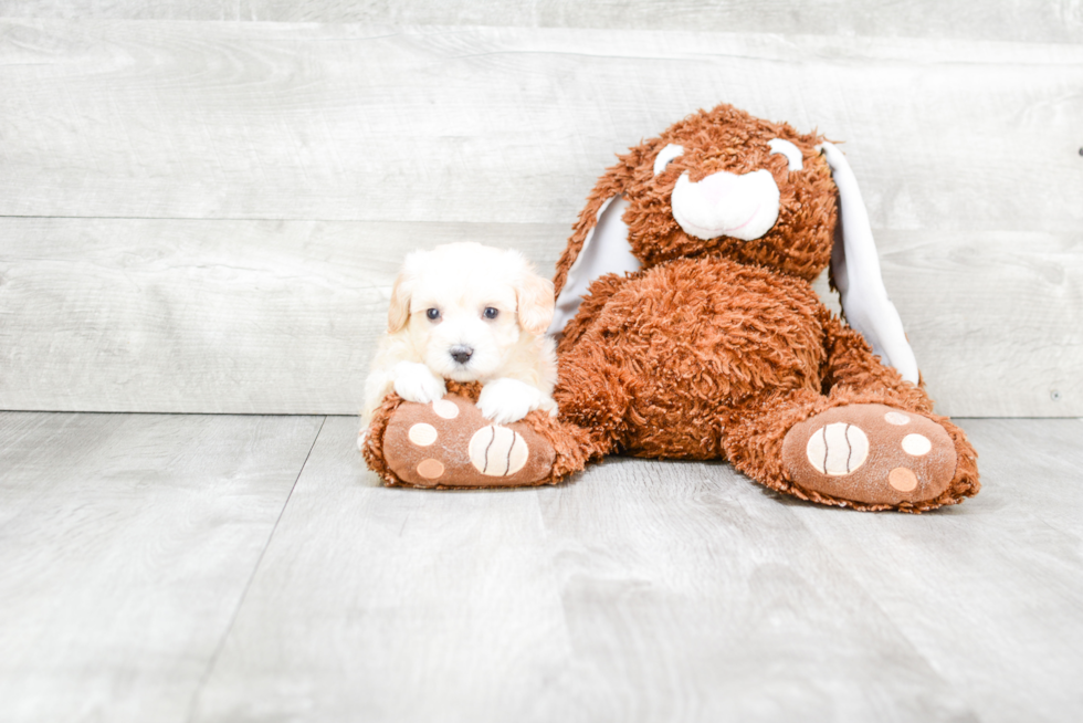 Playful Maltepoo Poodle Mix Puppy