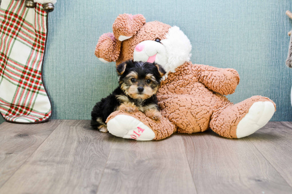 Hypoallergenic Yorkie Designer Puppy