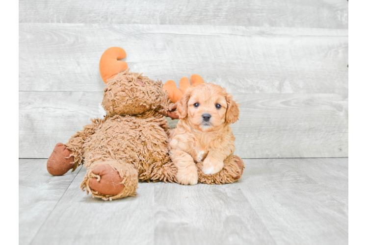 Funny Cavapoo Poodle Mix Pup