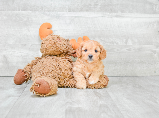 Funny Cavapoo Poodle Mix Pup