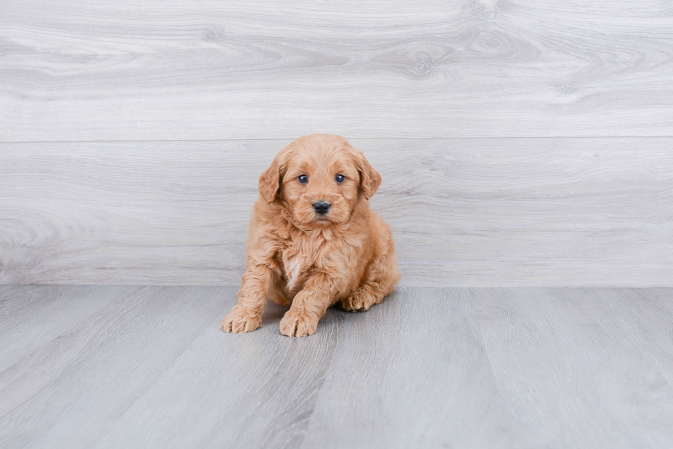 Fluffy Mini Goldendoodle Poodle Mix Pup