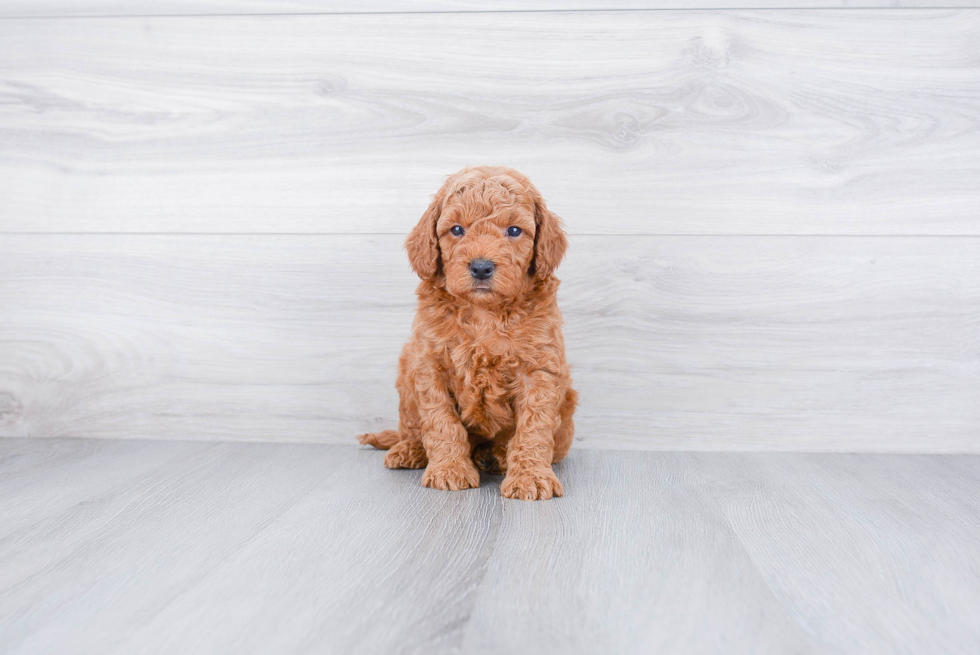 Mini Goldendoodle Pup Being Cute