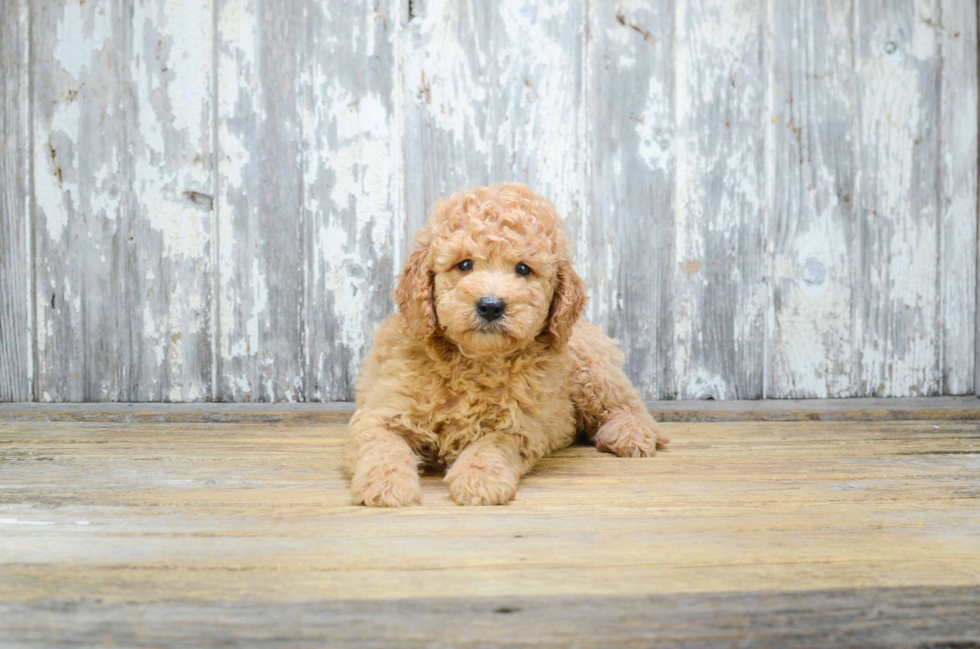 Popular Mini Goldendoodle Poodle Mix Pup