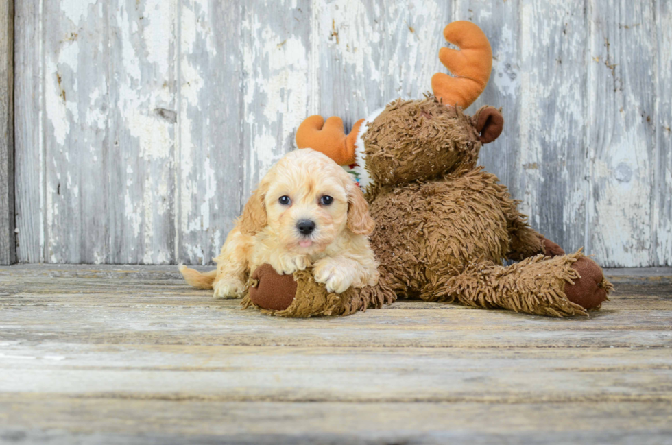 Adorable Cavoodle Poodle Mix Puppy