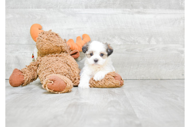 Fluffy Teddy Bear Designer Pup