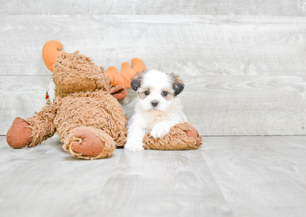 Fluffy Teddy Bear Designer Pup