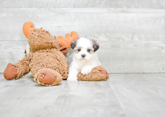 Fluffy Teddy Bear Designer Pup