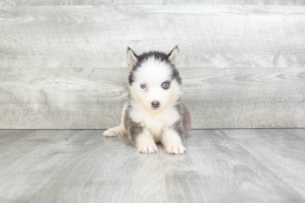 Best Pomsky Baby