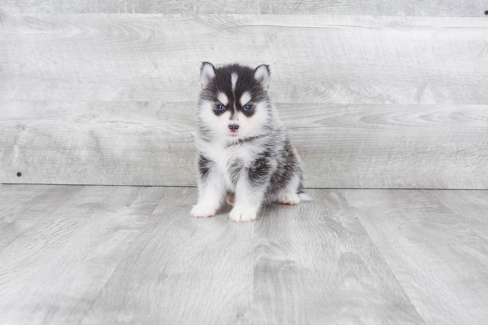 Energetic Mini Husky Designer Puppy