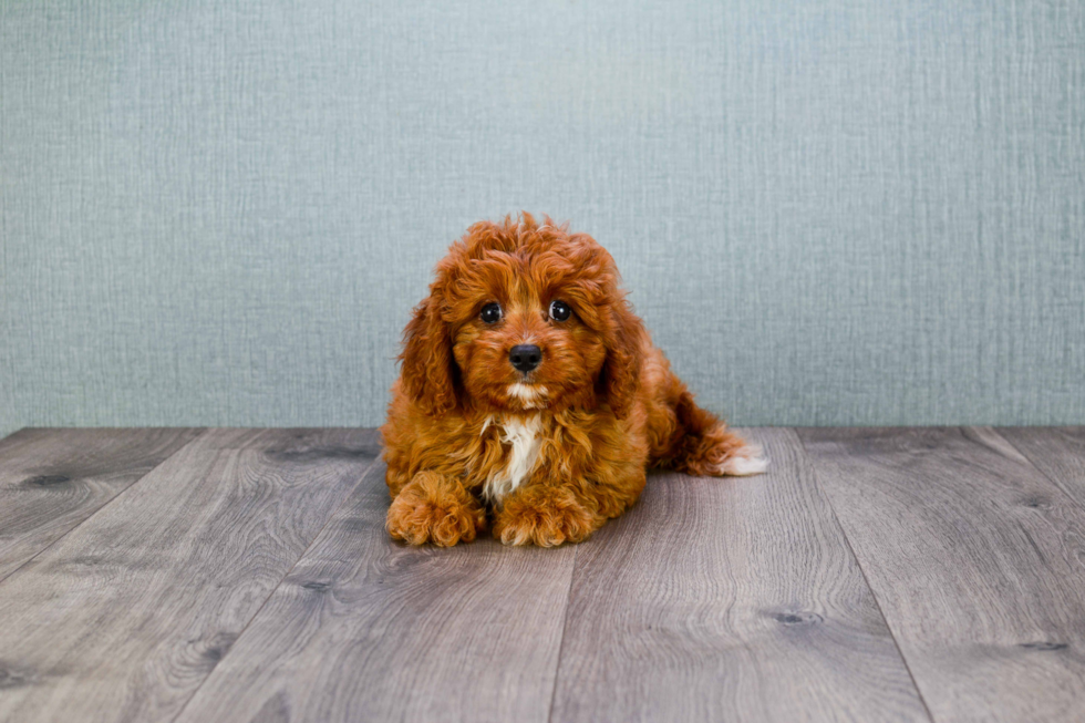 Cavapoo Puppy for Adoption