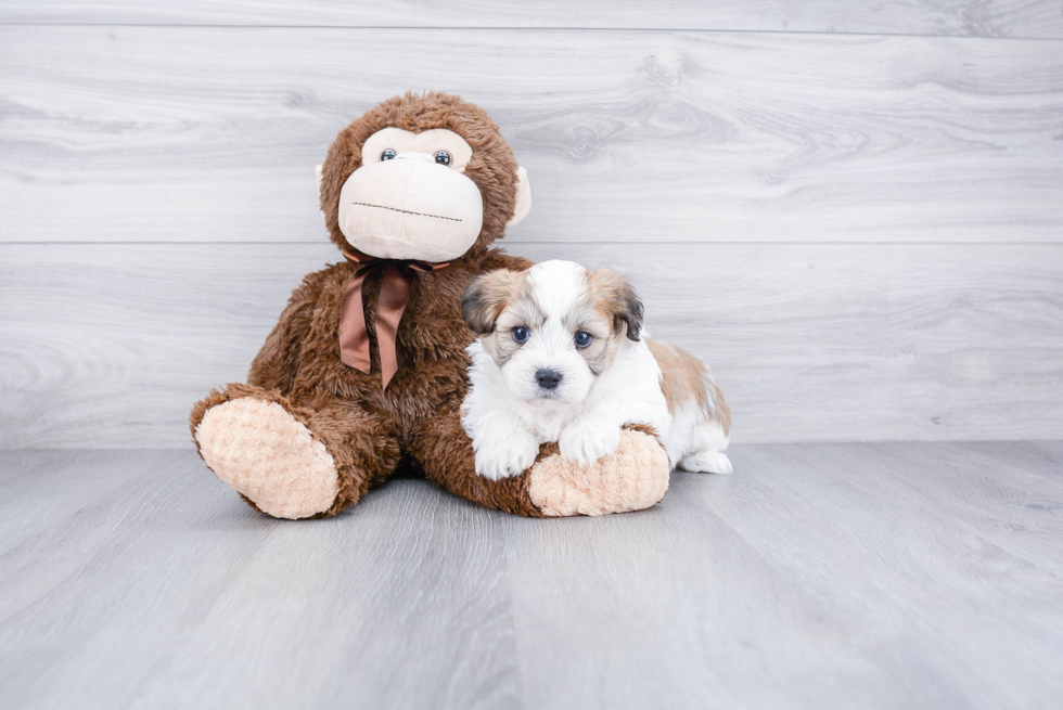 Popular Teddy Bear Designer Pup