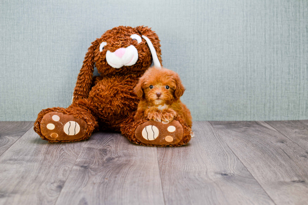 Poodle Pup Being Cute