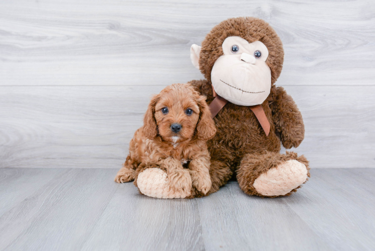 Funny Cavapoo Poodle Mix Pup