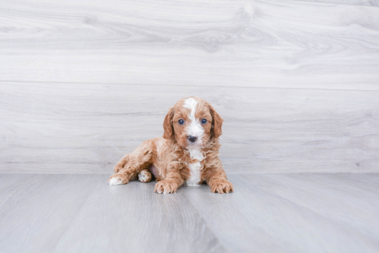 Little Cavoodle Poodle Mix Puppy