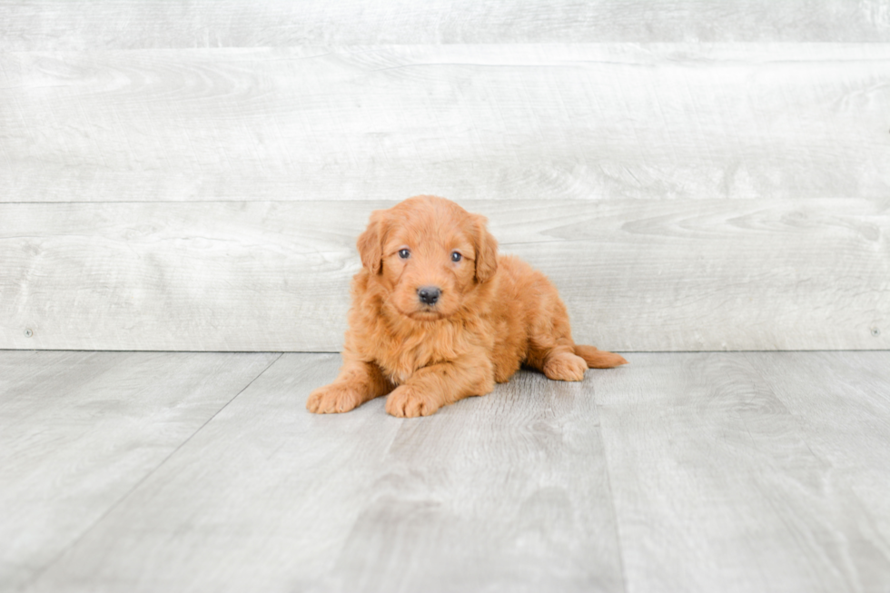 Friendly Mini Goldendoodle Baby