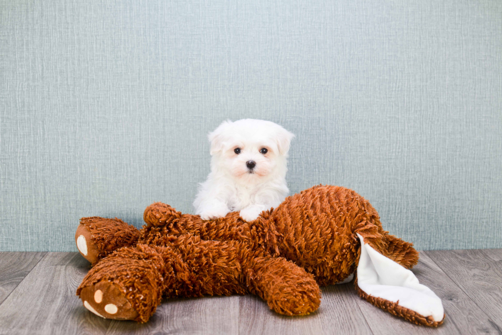 Meet Misty - our Maltipoo Puppy Photo 