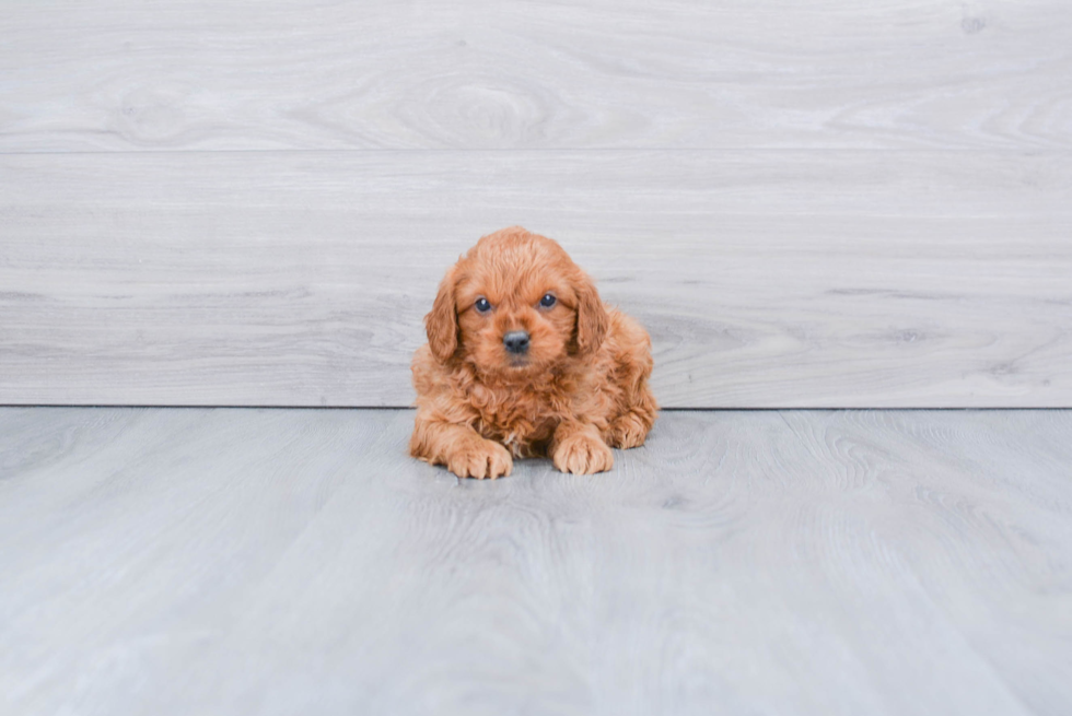 Best Mini Goldendoodle Baby