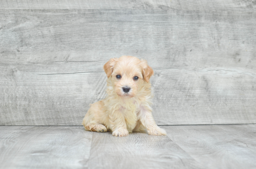 Maltipoo Pup Being Cute