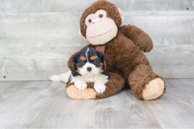 Smart Cavalier King Charles Spaniel Purebred Puppy