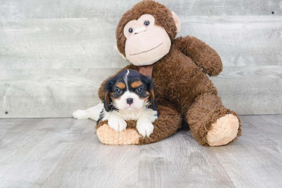 Smart Cavalier King Charles Spaniel Purebred Puppy