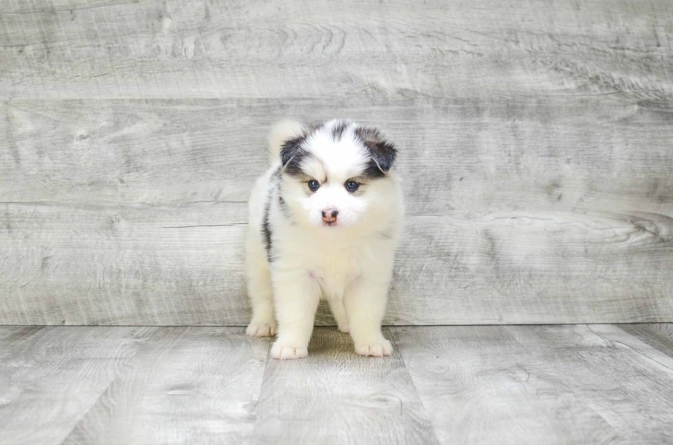 Pomsky Pup Being Cute