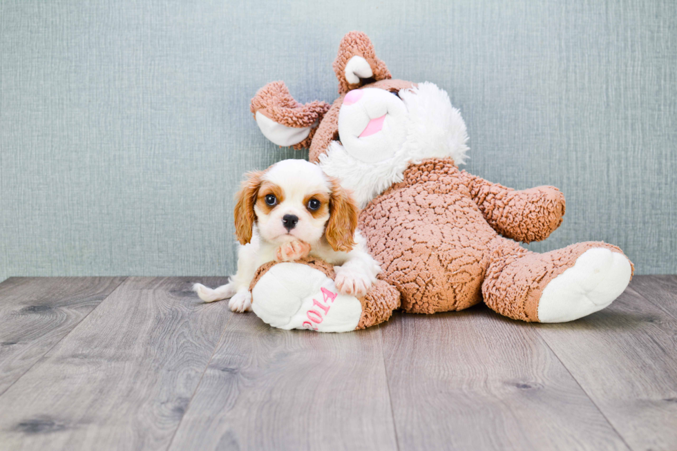 Best Cavalier King Charles Spaniel Baby