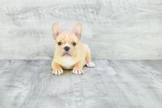 Funny French Bulldog Baby