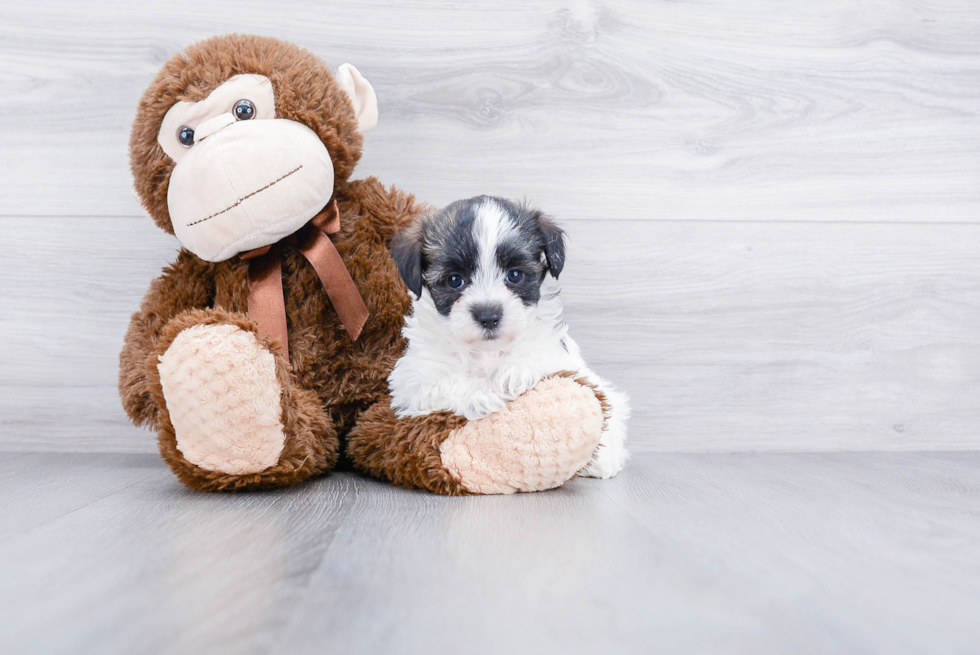 Akc Registered Havanese Purebred Pup