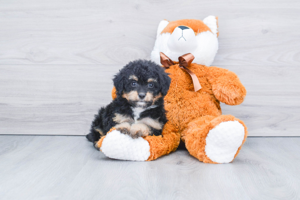 Little Bernadoodle Poodle Mix Puppy