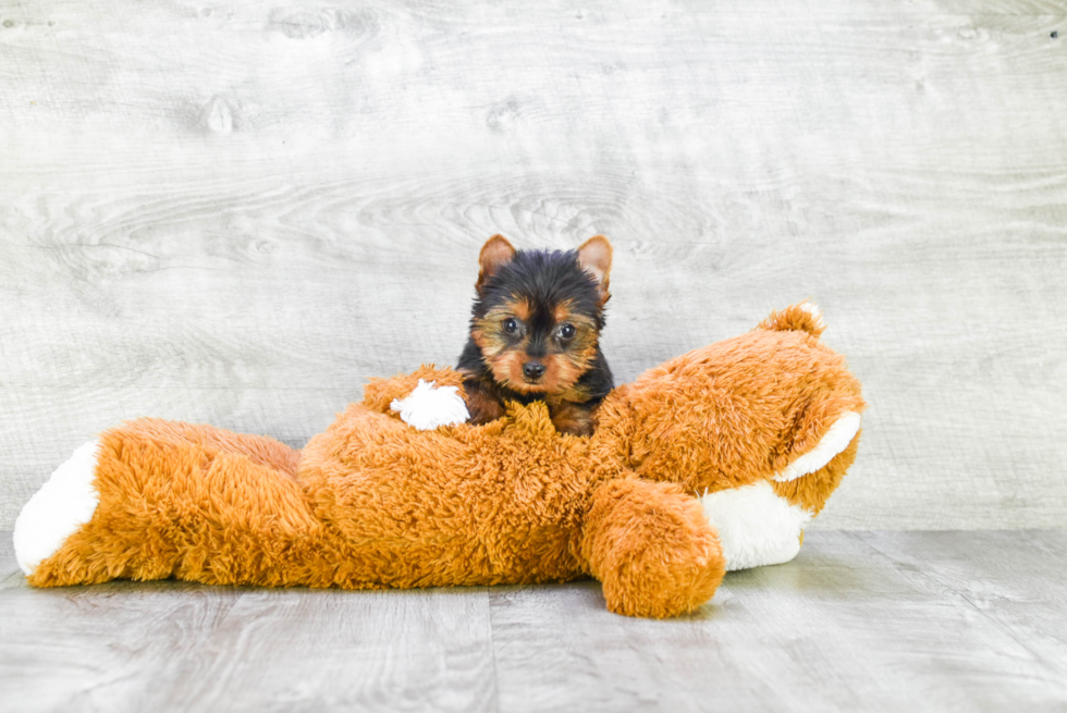 Meet Tinkerbell - our Yorkshire Terrier Puppy Photo 