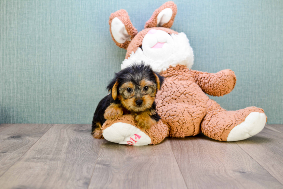 Meet Jeremy - our Yorkshire Terrier Puppy Photo 