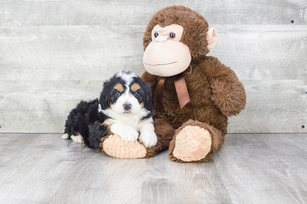 Smart Mini Bernedoodle Poodle Mix Pup