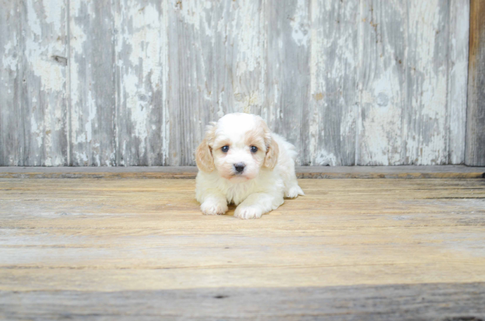 Petite Cavachon Designer Pup