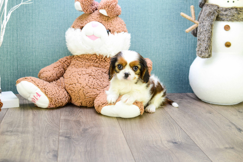 Hypoallergenic Cavalier Designer Puppy