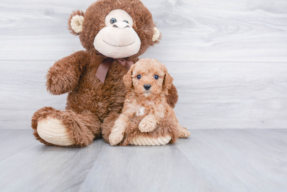 Hypoallergenic Cavoodle Poodle Mix Puppy