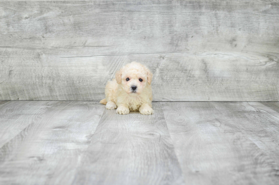 Small Poodle Purebred Pup