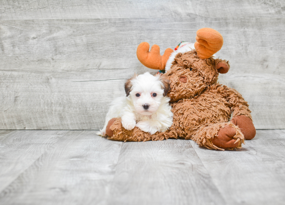 Morkie Puppy for Adoption