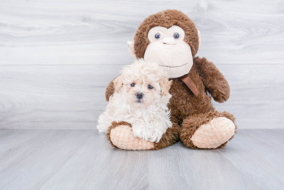 Maltipoo Pup Being Cute