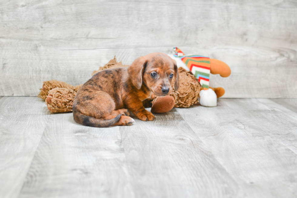 Cute Dachshund Purebred Puppy