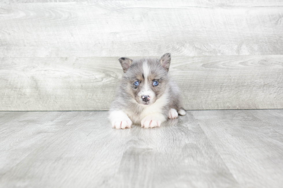 Petite Pomsky Designer Pup