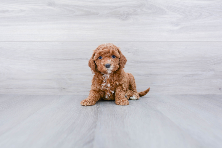 Best Cockapoo Baby