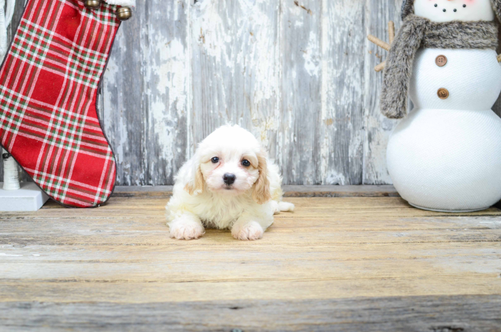 Cavachon Puppy for Adoption