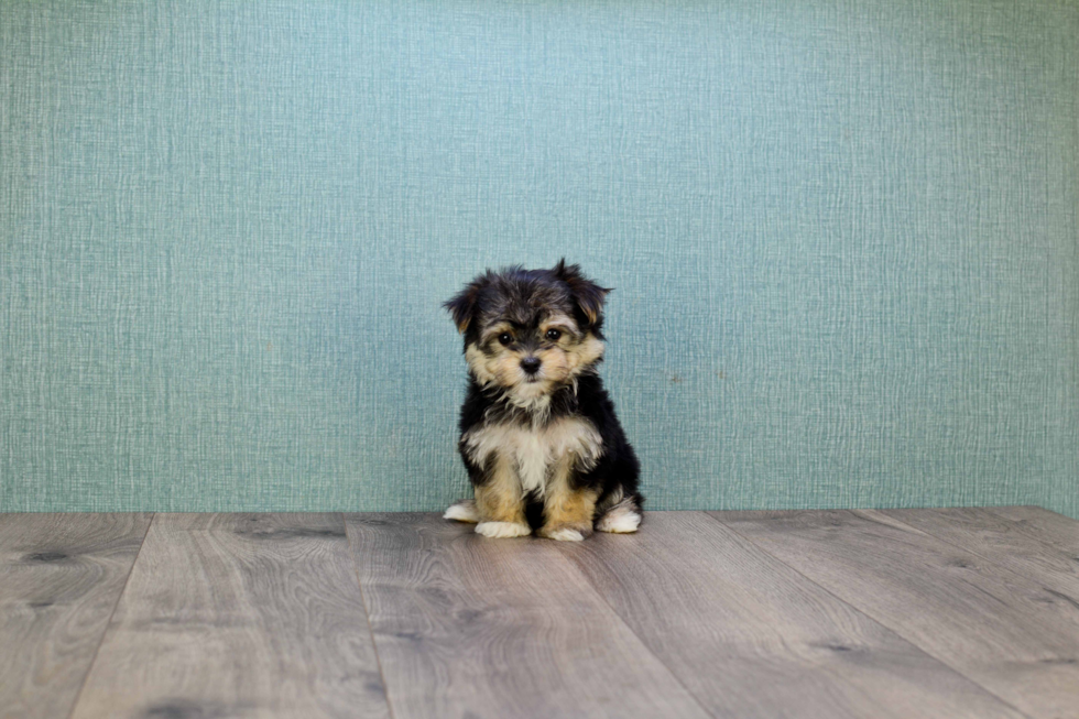 Smart Morkie Designer Pup